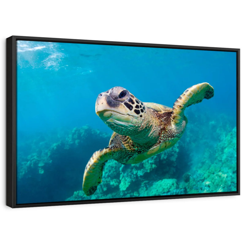 Tortue de mer hawaïenne, reproduction sur toile, H 9 po x l 13 po