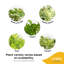Devil's Ivy Pothos in Ceramic Planter