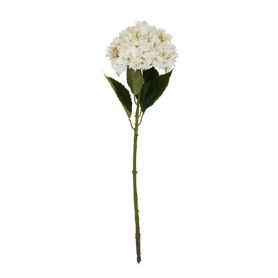 Anastasija Arrangement