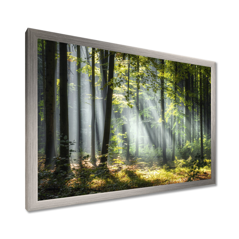 «Sunny Morning Magic Forest III - Forest», reproduction d'art sur toile, H 24 po x l 32 po, Impression encadrée