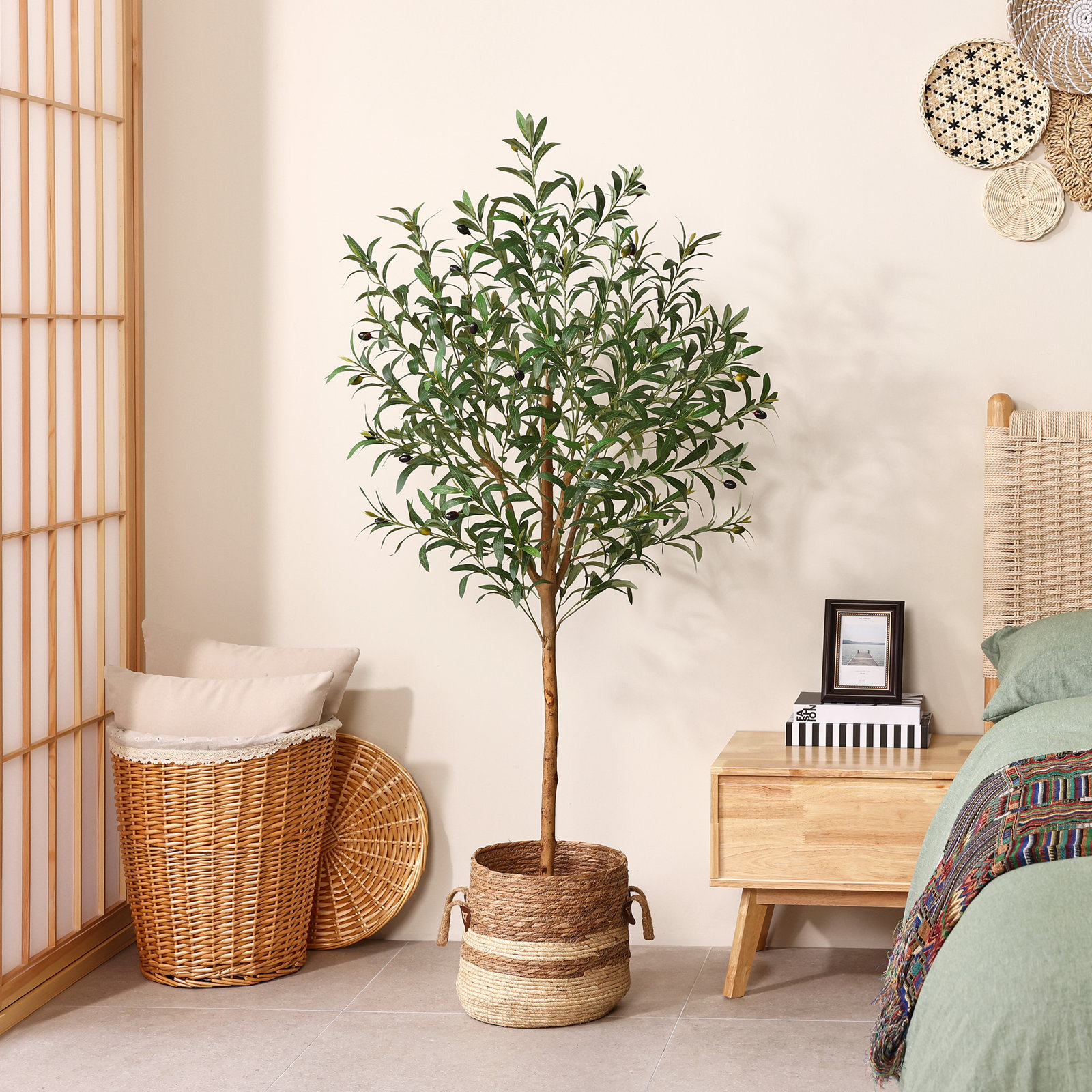 Ashwell Olive Plant in Pot, 72" H x 32" W