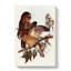 Boobook Owls by Elizabeth Gould - Wrapped Canvas-55361795
