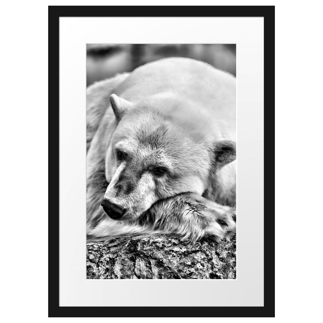 Gerahmtes Poster Sleeping Polar Bear