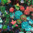 Set of Colorful Succulents - Romantic Cactus Tablecloth Decor