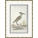 Bird Drawings, Circa 1777 Giclee Print by Robert J. Gordon