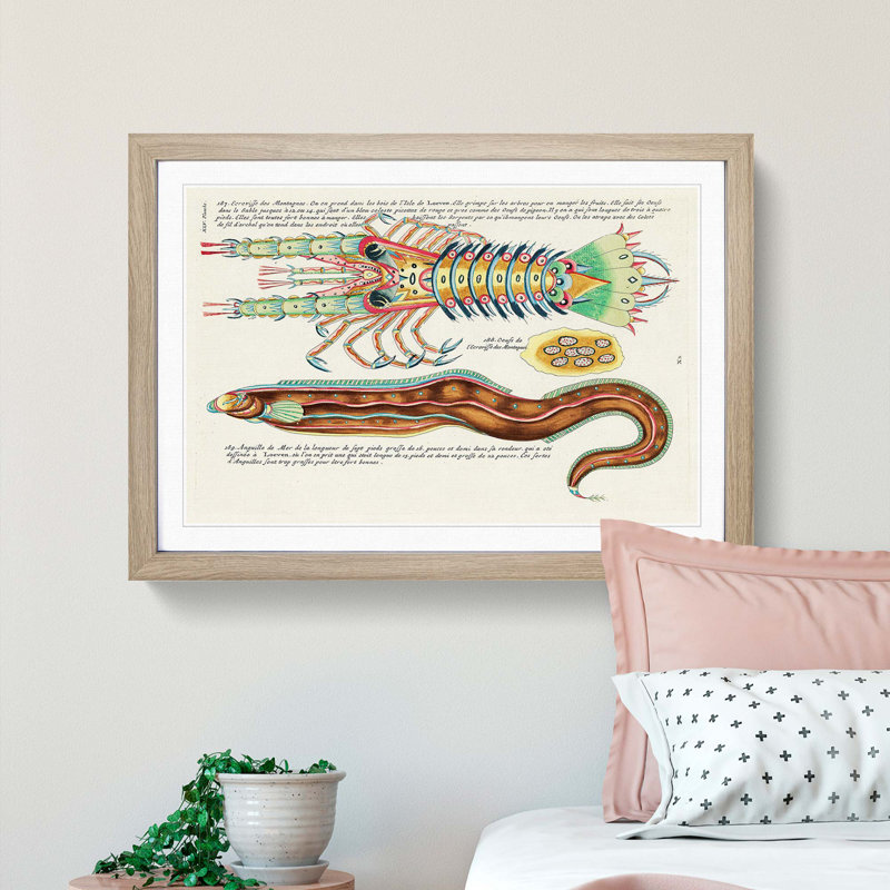 East Indies Fish & Lobster Illustrations XLV by Louis Renard - Picture Frame Painting Print, 36cm H x 48cm W x 2cm D