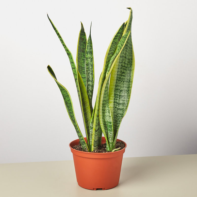 House Plant Shop Live Foliage Plant Low Maintenance Plant Rattan