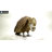 Medium Vulture