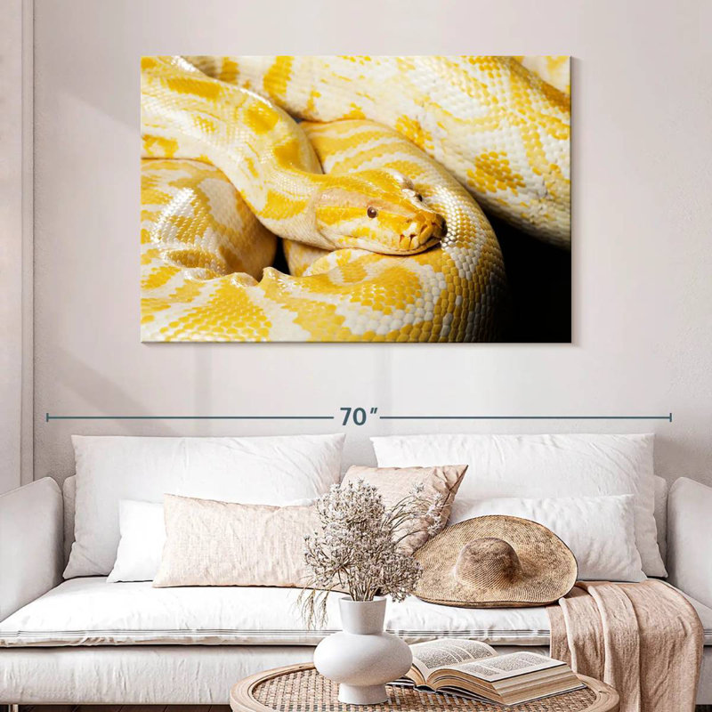 Python birman Brampt Albino, H 32 po x l 48 po