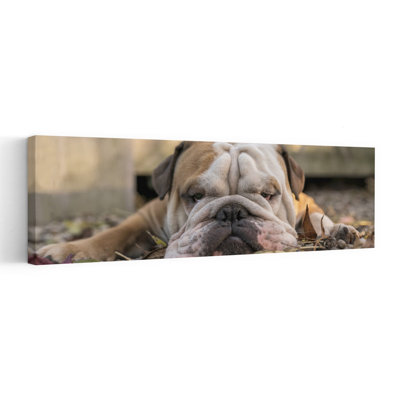 Sleepy Bulldog Resting by Gert Van Den - Wrapped Canvas Panoramic Print