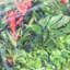 Alyta 4 Ft W x 2.5 Ft D Mini Greenhouse