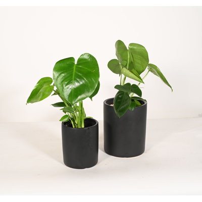 Upshining Live Foliage Plant in Ceramic Pot