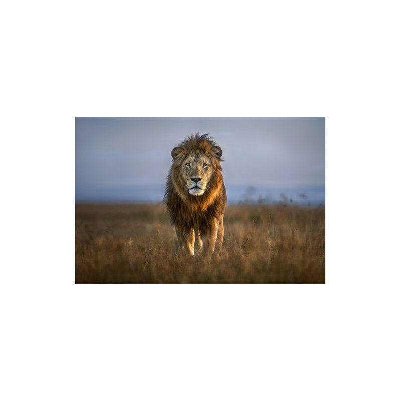 Wrapped Canvas Print, 50.8 cm H x 76.2 cm W