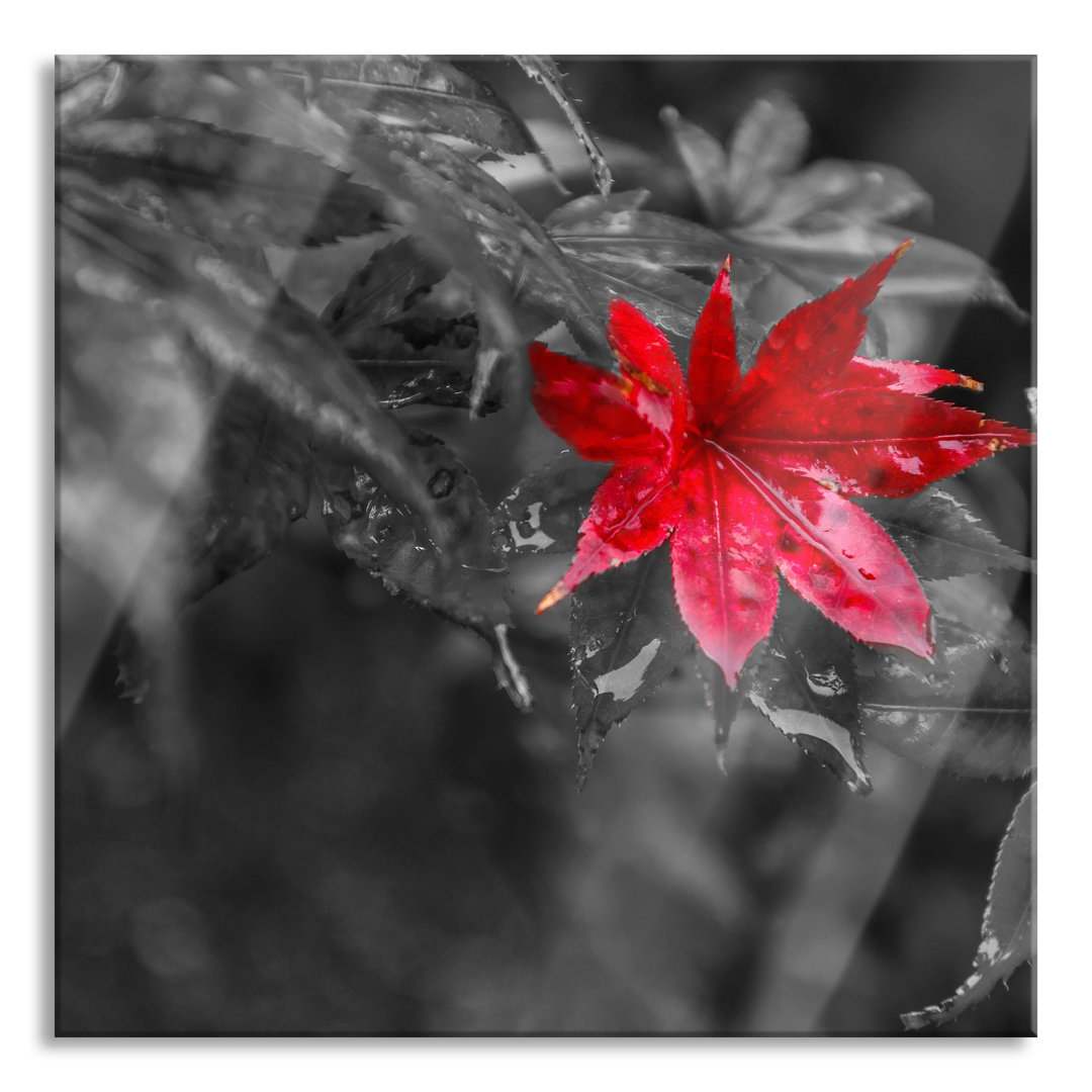 Glasbild Rotes Ahornblatt im Herbst