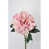 Rose tendre est en rupture de stock