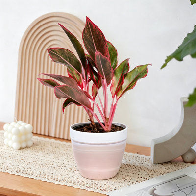 16'' Live Aglaonema 'Siam Aurora' (Red Chinese Evergreen) Indoor Houseplant in Stylish Planter - Low Light & Easy Care Desk Plant