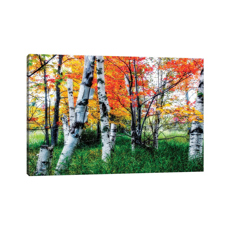 Birch Trees During Fall, Acadia National Park, Maine by George Oze - Wrapped Canvas Print