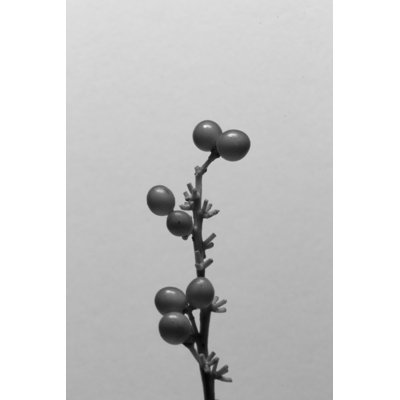 Liriope I by Renée W. Stramel - Wrapped Canvas Print
