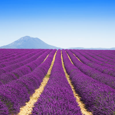 " Lavender Flower Blooming " by Stevanzz