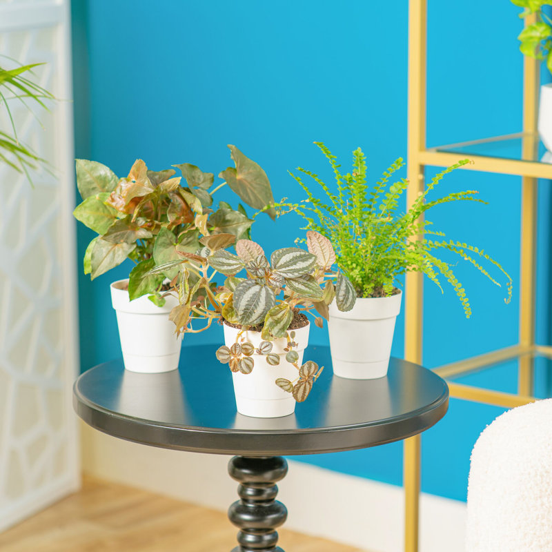 3 Piece Costa Farms Clean Air Live Plant Collection in Ceramic Planter