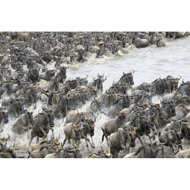 Gnou traversant la rivière Mara par Andreanita - Photographie sur toile tendue, H 20 po x l 30 po