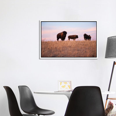 Four Bison Roam On A Ranch Near Valentine, Nebraska by Joel Sartore - Gallery-Wrapped Canvas Giclée on Canvas