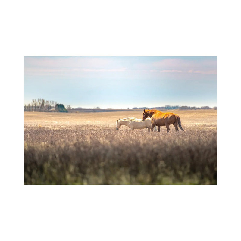 «Wild Horses at the Field at Evening» par Nik Rave - reproduction de photo sur toile tendue, H 18 po x l 26 po x P 1,5 po
