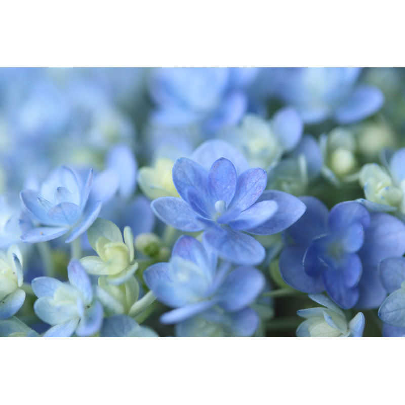 Hydrangea by Hana-Photo - Wrapped Canvas Print, 81cm H x 122cm W