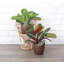 Live Prayer Plant Set in Classic Pots-78391161