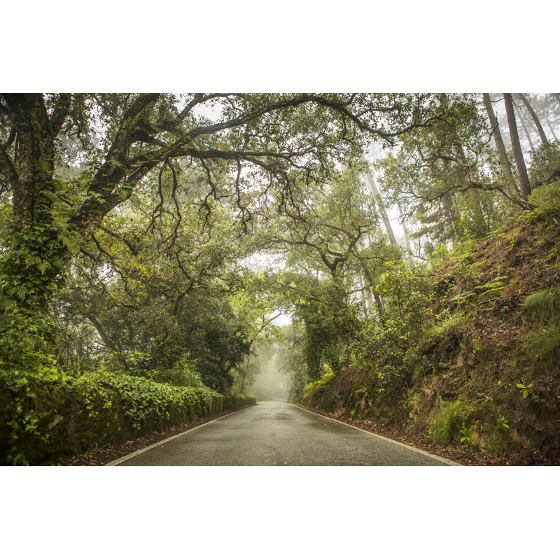 Moody Day in Forest par Visualcissions, H 12 po x l 18 po