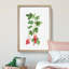 Redcurrant Flowers by Pierre-Joseph Redoute - Picture Frame Painting Print-55598509-55598508