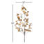 Cotton Stem