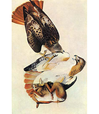 " Red Tailed Hawk "