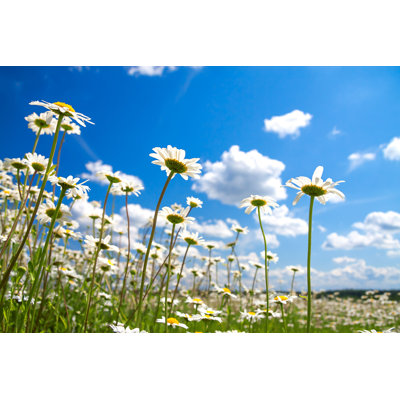 Blossoming Meadow - Photographie sur toile tendue