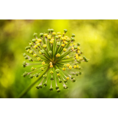 Green Allium by Dbefoto - Wrapped Canvas Print