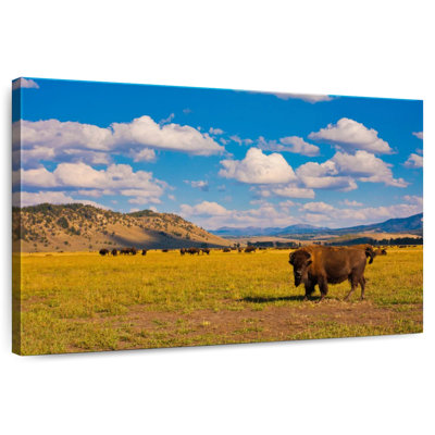 Bison In National Park