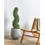 Faux Tree in Plastic / Acrylic Planter-1877485980