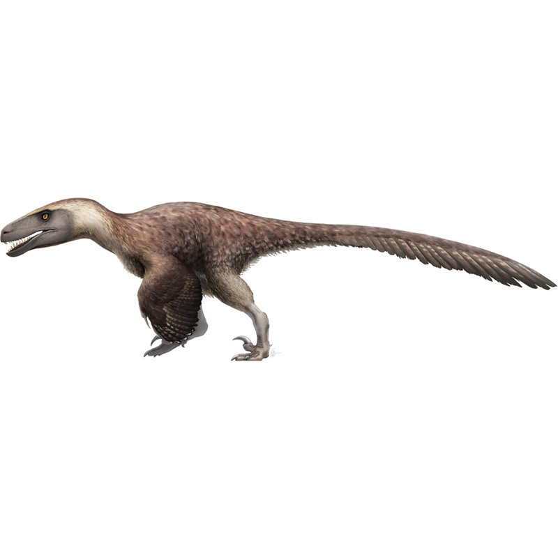 «Utahraptor» réaliste en forme d'oiseau en carton Velociraptor