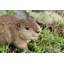 STATUE DE CUB AMERICAN BEAVER