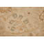 Tapis beige oriental en laine noué à la main 8 pi 11 po x 11 pi 11 po Oriental