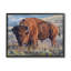 Bison qui broute dans la prairie par © David Graham-93846491-93849336