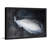 'White Peacock' by Christine Lindstrom Framed Print-18799619