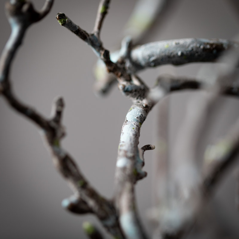 Manzanita Arrangement