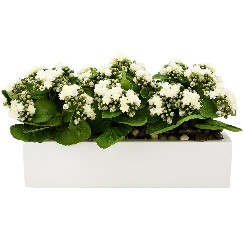 Arrangement Kallas Kalanchoe en pot de fibres, Blanc, H 9,5 po x l 18 po x P 9,5 po