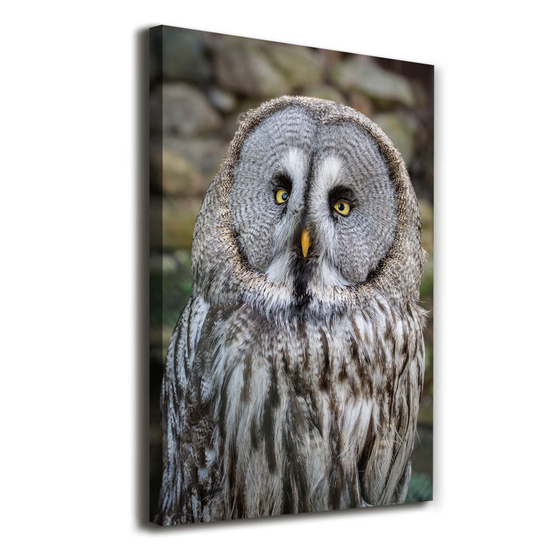 Owl - Wrapped Canvas Print