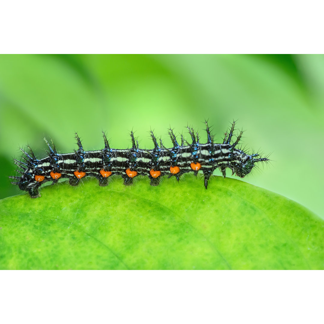 Caterpillar von Danny Aditya - Drucken