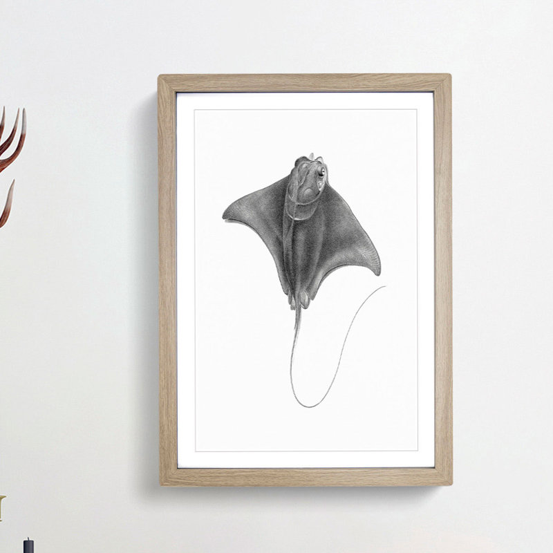 Illustration of a Ray Fish - Picture Frame Drawing Print, Oak Framed, 36cm H x 27cm W x 2cm D