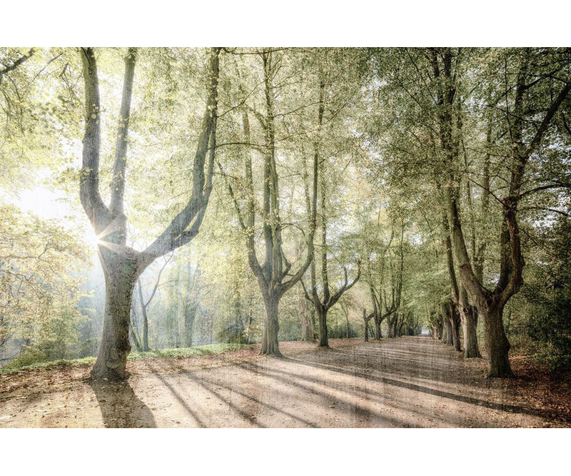 Sunlight Streams, reproduction d'affiche par Allen Kimberly (36 x 24) # Karc1727