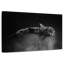 Requin-baleine Brampt-108909179