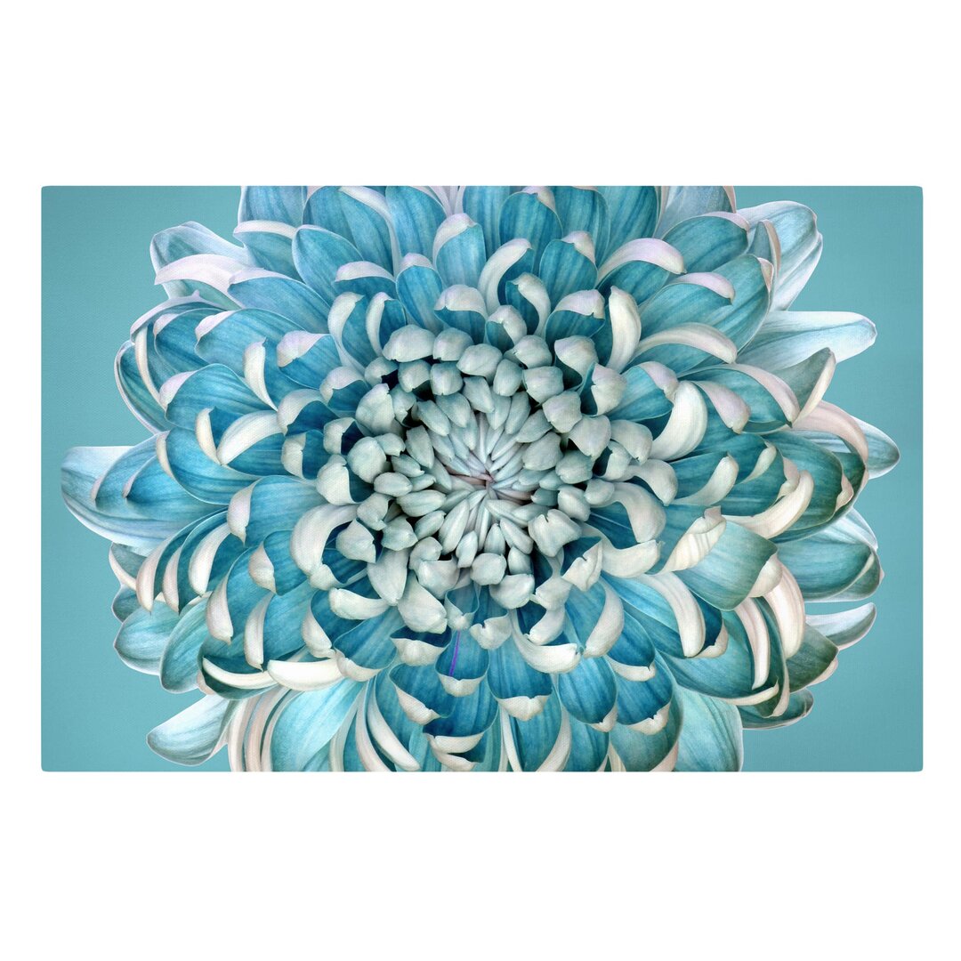 Leinwandbild Blaue Chrysantheme